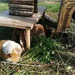 Kindererlebnis- Und Biobauernhof Hipp-bruckner Gospodarstwo agroturystyczne