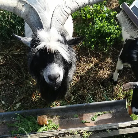 Κατάλυμα σε φάρμα Kindererlebnis- Und Biobauernhof Hipp-bruckner