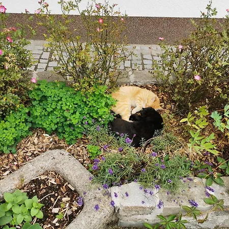 Kindererlebnis- Und Biobauernhof Hipp-bruckner Vakantieboerderij Wornharts