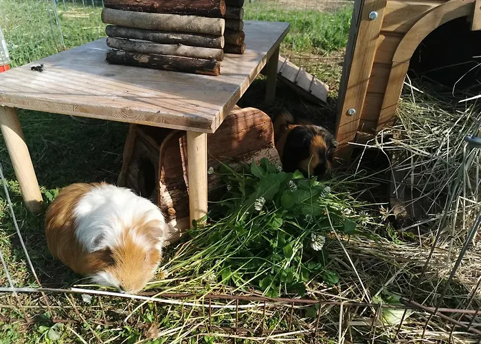 Kindererlebnis- Und Biobauernhof Hipp-bruckner Agroturismo