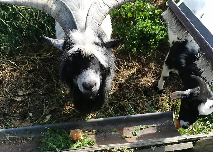 Agroturismo Kindererlebnis- Und Biobauernhof Hipp-bruckner