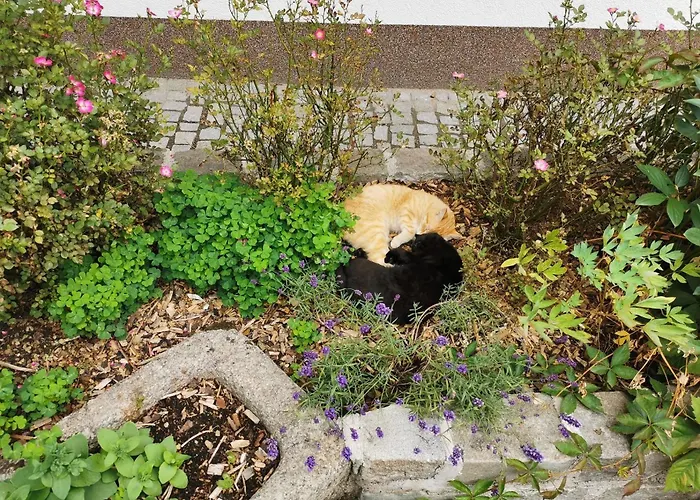 Kindererlebnis- Und Biobauernhof Hipp-bruckner Agroturismo Wornharts