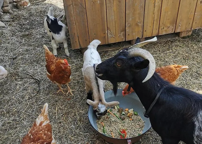 Agroturismo Kindererlebnis- Und Biobauernhof Hipp-bruckner Wornharts