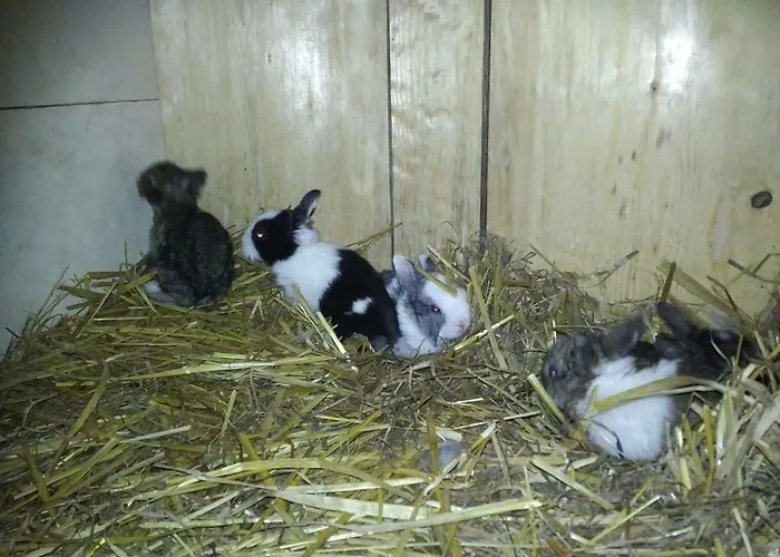 Agroturismo Kindererlebnis- Und Biobauernhof Hipp-bruckner Wornharts